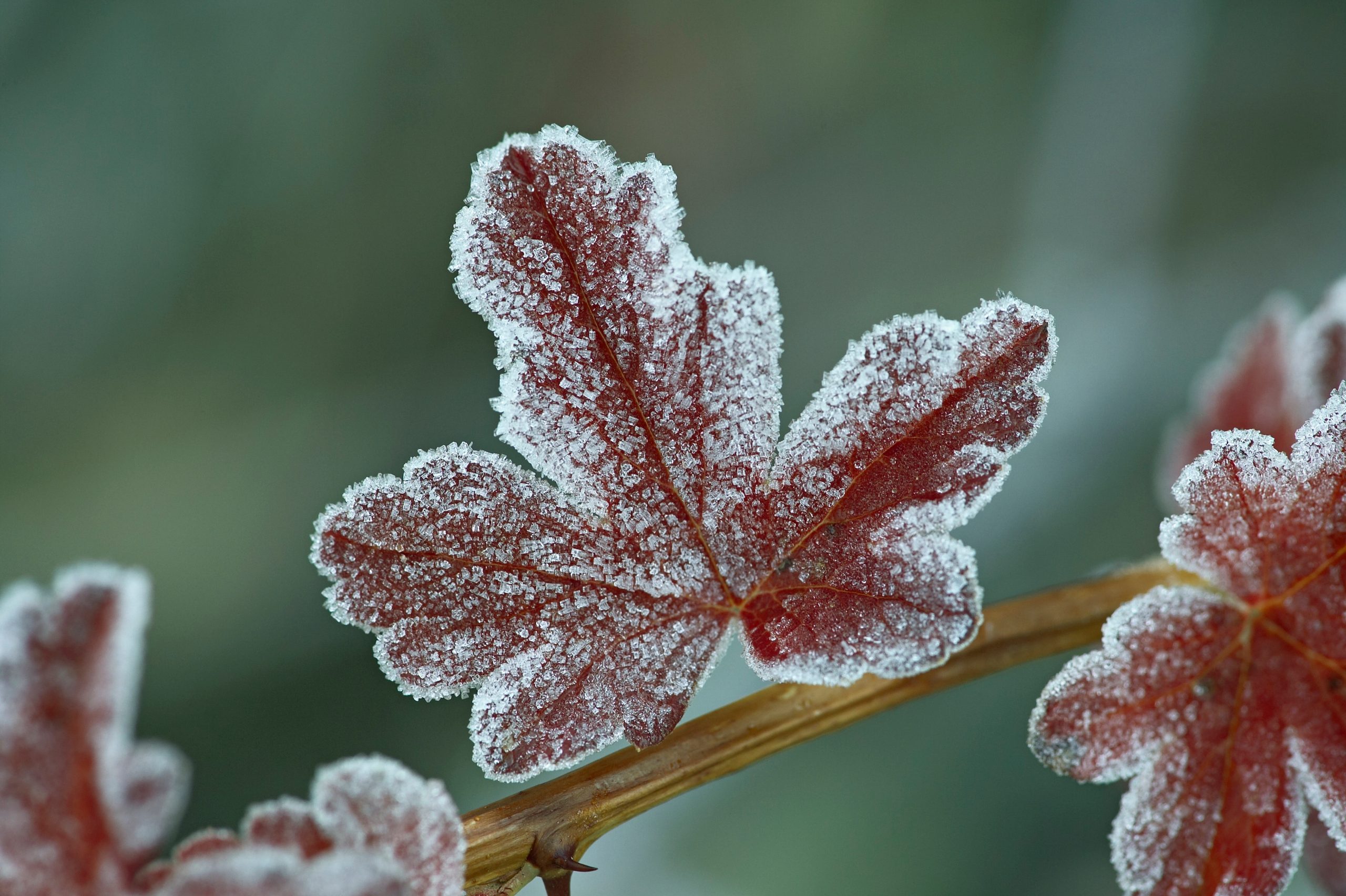 winter reset winter reset